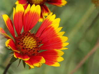 flower, yellow, nature, garden, orange,