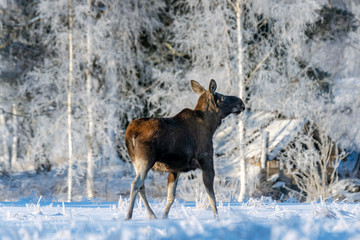 Naklejka premium Female moose walking a cross a snow covered field in sunlight