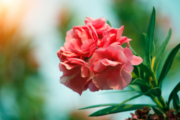Pink oleander on a green background