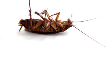 cockroach isolated on white background