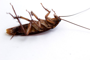 cockroach isolated on white background