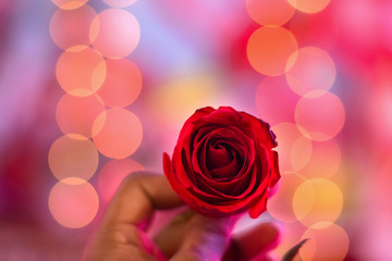 red rose flower is a symbol of valentine day holding by a man in bokeh background