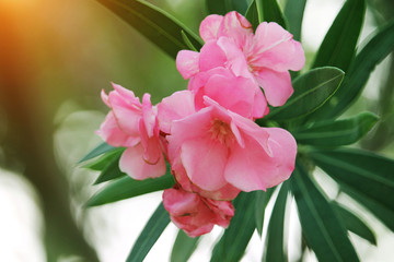 Pink oleander on a green background