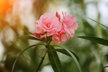Pink oleander on a green background