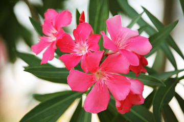 Pink oleander on a green background