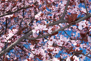 Prunus cerasifera nigra