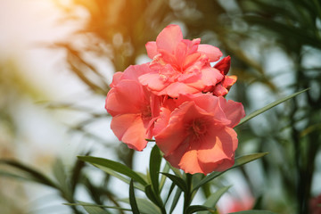 Pink oleander on a green background
