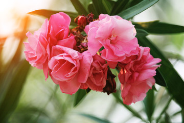 Pink oleander on a green background