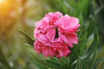 Pink oleander on a green background