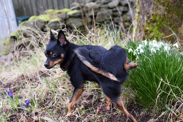 Little dog for a walk in the park. The dog is pissing on the grass and spring flowers.
