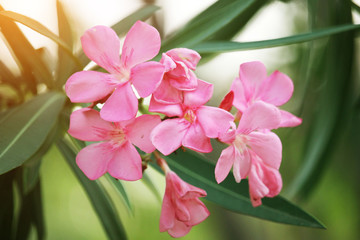 Pink oleander on a green background