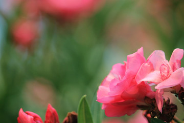 Pink oleander on a green background