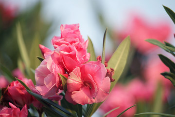 Pink oleander on a green background