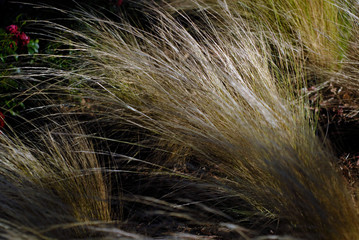 dry grass in the light