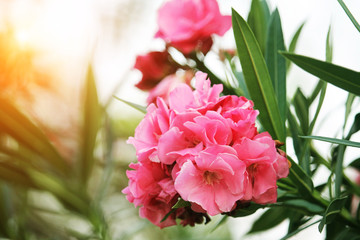 Pink oleander on a green background
