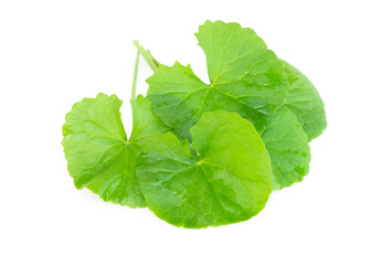 Closeup leaf of Gotu kola, Asiatic pennywort, Indian pennywort on white background, herb and...