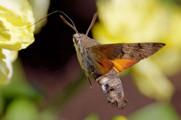 Taubenschwänzchen