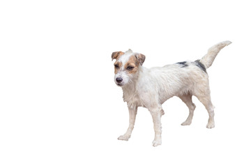 Portrait of white dog on a white background with clipping path