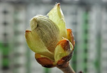 chestnut bud on the background of a residential building