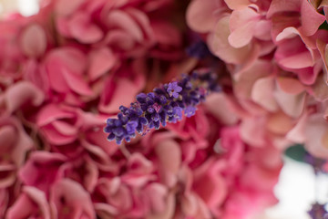 closeup bouquet of fresh lavander and hydrangea. Event decoration with fresh flowers