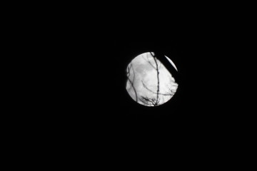 Vollmond mit Bäume im vordergrund. 20.03.2019