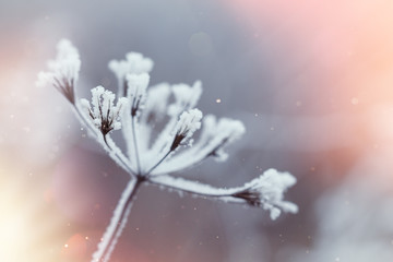 Frozen plants in winter with the hoar-frost 