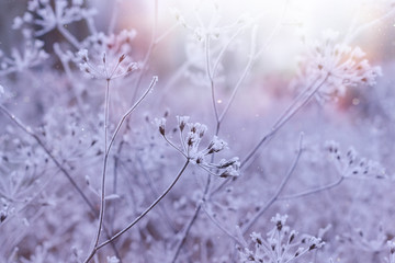 Frozen plants in winter with the hoar-frost 