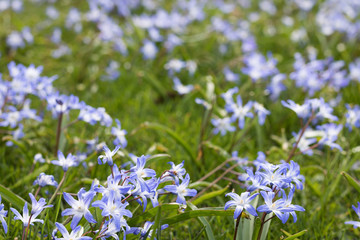 Blue Flowers & Green Grass are on Sunny Day. Copy Space. 