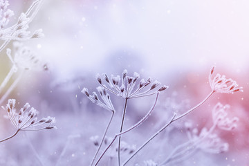 Frozen plants in winter with the hoar-frost 