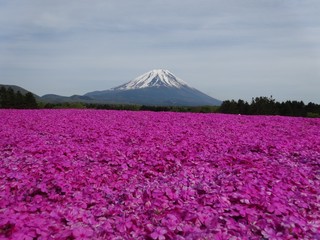 富士芝桜