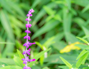 Purple flowers of Mexican Sage