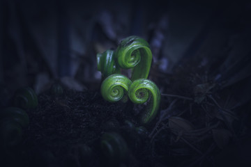 Moody dark Fern leaves