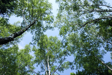 View up at the crowns of the trees