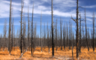 Tall burnt pine trees in Yellowstone national park