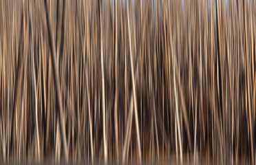 Dry tall trees abstract background