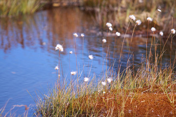 Wild flowers by the pond