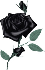 Black rose on a white background vector