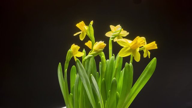 time lapse of bloom yellow flowers.