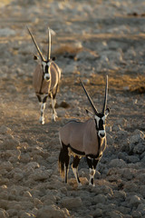 Two oryx