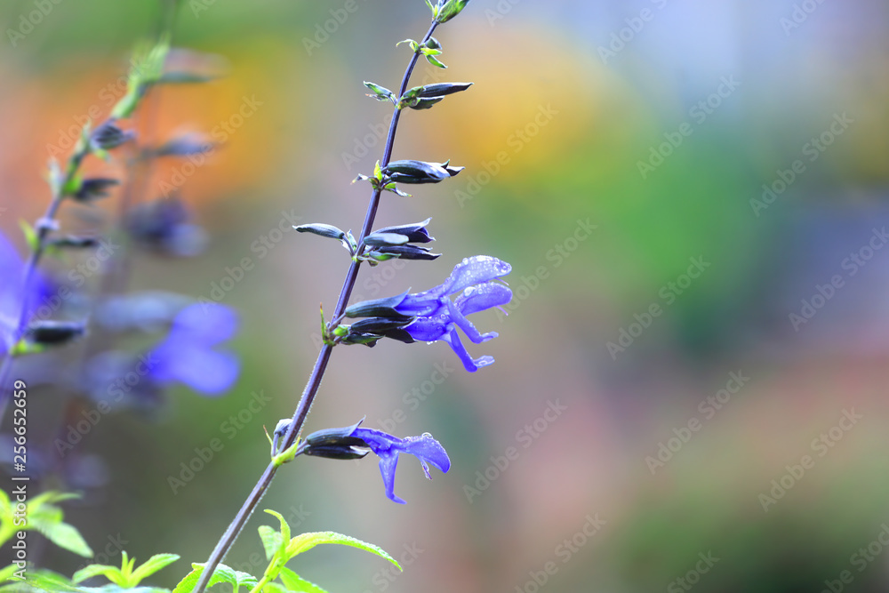 Wall mural close up shot of blue bell flowers