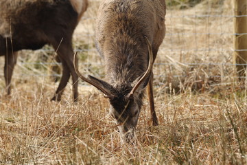Stag at Glen Etive