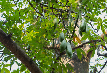 White silk cotton tree, Ceiba, Kapok, Java cotton (scientific name: Ceiba pentandra) raw green fruits hanging on a tree in nature.