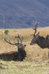 Stag at Glen Etive