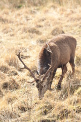 Stag at Glen Etive