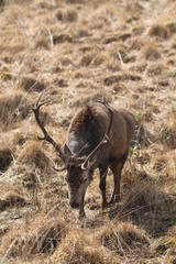 Stag at Glen Etive