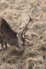 Stag at Glen Etive