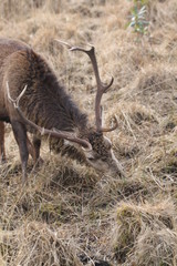 Stag at Glen Etive