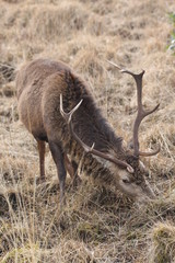 Stag at Glen Etive