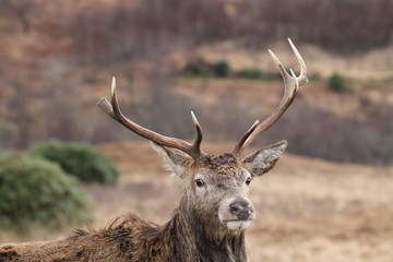 Stag at Glen Etive