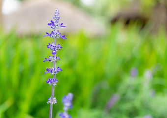 Purple flowers of Mexican Sage